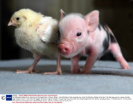 First Miniature Piglets of the Year born at Pennywell Farm in Devon, Britain - Feb 2009