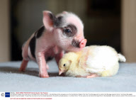 First Miniature Piglets of the Year born at Pennywell Farm in Devon, Britain - Feb 2009