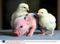 First Miniature Piglets of the Year born at Pennywell Farm in Devon, Britain - Feb 2009