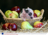 First Miniature Piglets of the Year born at Pennywell Farm in Devon, Britain - Feb 2009