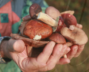 SLOVAKIA - Milan Surina Mushroom Farmer