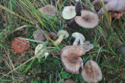 SLOVAKIA - Milan Surina Mushroom Farmer