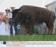 Wildthing, the Tame Buffalo who lives with the Bridges family in Texas, America - 2008