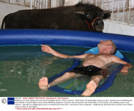 Wildthing, the Tame Buffalo who lives with the Bridges family in Texas, America - 2008