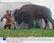 Wildthing, the Tame Buffalo who lives with the Bridges family in Texas, America - 2008