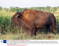 Wildthing, the Tame Buffalo who lives with the Bridges family in Texas, America - 2008
