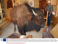 Wildthing, the Tame Buffalo who lives with the Bridges family in Texas, America - 2008