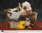 Bath time for a Miniature Piglet at Pennywell Farm in Devon, Britain - Feb 2009