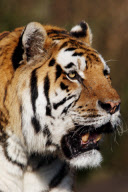 A day at the Hagenbecks zoo... - Hamburg