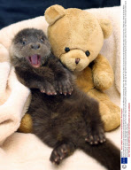 A tiny 8 week old Otter Cub found alone and wandering the roads of Exmoor near Winsford, Sommerset, Britain - Mar 2009