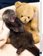 A tiny 8 week old Otter Cub found alone and wandering the roads of Exmoor near Winsford, Sommerset, Britain - Mar 2009