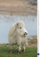 Tiny pony Mayflower who has sparked calls to emergency services due to her short legs, River Test, Southampton, Hampshire, Britain - 11 Mar 2009
