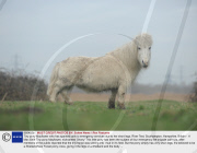 Tiny pony Mayflower who has sparked calls to emergency services due to her short legs, River Test, Southampton, Hampshire, Britain - 11 Mar 2009
