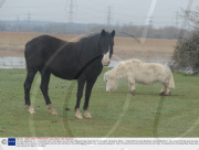 Tiny pony Mayflower who has sparked calls to emergency services due to her short legs, River Test, Southampton, Hampshire, Britain - 11 Mar 2009
