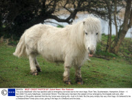 Tiny pony Mayflower who has sparked calls to emergency services due to her short legs, River Test, Southampton, Hampshire, Britain - 11 Mar 2009