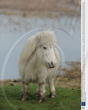 Tiny pony Mayflower who has sparked calls to emergency services due to her short legs, River Test, Southampton, Hampshire, Britain - 11 Mar 2009