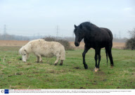 Tiny pony Mayflower who has sparked calls to emergency services due to her short legs, River Test, Southampton, Hampshire, Britain - 11 Mar 2009