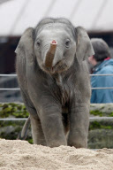 Baby Elephant in Hagenbeck's- Hamburg