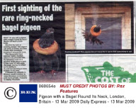 Pigeon with a Bagel Round Its Neck, London, Britain - 13 Mar 2009