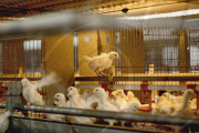 Chicken and Egg Production