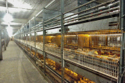 Chicken and Egg Production