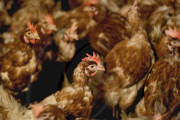 Chicken and Egg Production