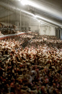 Chicken and Egg Production