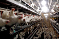 Chicken and Egg Production