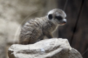Erdmaennchen Nachwuchs im Zoo - Berlin