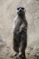Erdmaennchen Nachwuchs im Zoo - Berlin