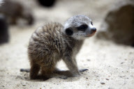Erdmaennchen Nachwuchs im Zoo - Berlin