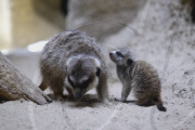 Erdmaennchen Nachwuchs im Zoo - Berlin
