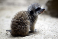 Erdmaennchen Nachwuchs im Zoo - Berlin