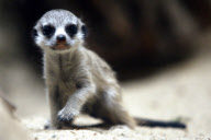 Erdmaennchen Nachwuchs im Zoo - Berlin