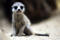 Erdmaennchen Nachwuchs im Zoo - Berlin
