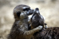 Erdmaennchen Nachwuchs im Zoo - Berlin