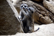 Erdmaennchen Nachwuchs im Zoo - Berlin