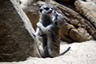 Erdmaennchen Nachwuchs im Zoo - Berlin