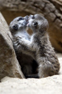 Erdmaennchen Nachwuchs im Zoo - Berlin