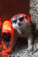 Erdmaennchen Nachwuchs im Zoo - Berlin