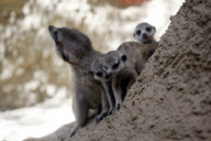 Erdmaennchen Nachwuchs im Zoo - Berlin