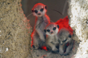 Erdmaennchen Nachwuchs im Zoo - Berlin