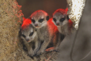 Erdmaennchen Nachwuchs im Zoo - Berlin