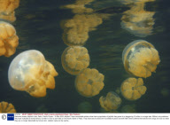 Swimmer braves Jellyfish Lake, Palau, Pacific Ocean - 16 Mar 2009