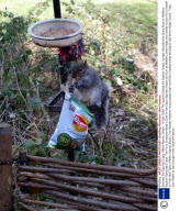 Squirrels Eat Squirrel Crisps, Milton Keynes, Britain - 16 Mar 2009