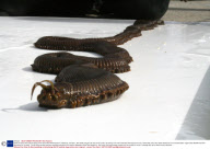 Giant sea worm found to be eating coral reef at Blue Reef Aquarium, Newquay, Cornwall  - Mar 2009