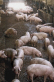 Pigs breeding