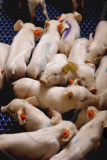 Pigs breeding