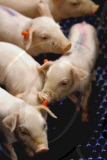Pigs breeding