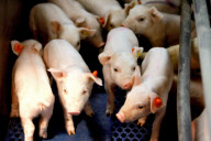 Pigs breeding
